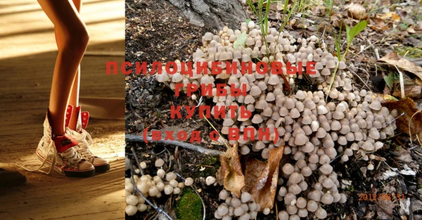 PSILOCYBIN Бородино